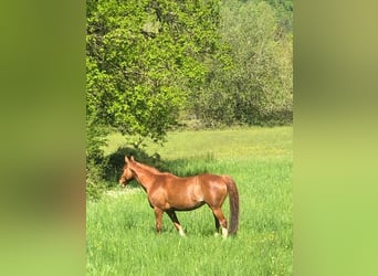 Englisches Vollblut, Stute, 12 Jahre, 159 cm, Fuchs