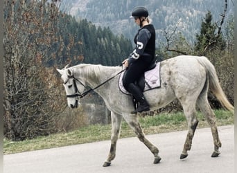 Englisches Vollblut, Stute, 12 Jahre, 160 cm, Apfelschimmel