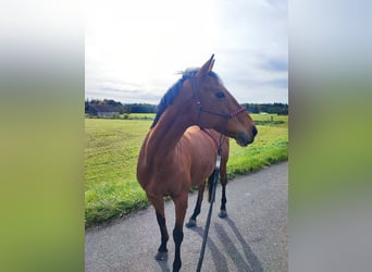 Englisches Vollblut, Stute, 12 Jahre, 163 cm, Brauner