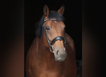 Englisches Vollblut, Stute, 12 Jahre, 163 cm, Brauner