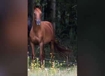 Englisches Vollblut, Stute, 12 Jahre, 163 cm, Rotfuchs