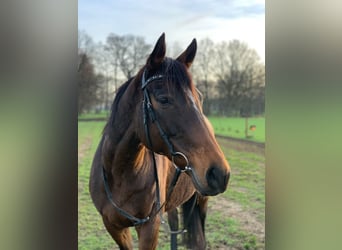 Englisches Vollblut, Stute, 12 Jahre, 170 cm, Brauner