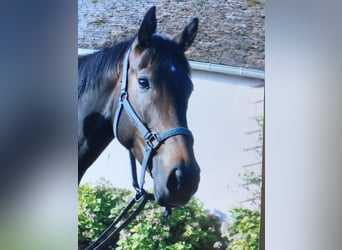 Englisches Vollblut, Stute, 12 Jahre, 170 cm, Dunkelbrauner