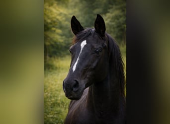 Englisches Vollblut, Stute, 13 Jahre, 155 cm, Rappe