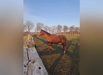 Englisches Vollblut, Stute, 13 Jahre, 163 cm, Fuchs