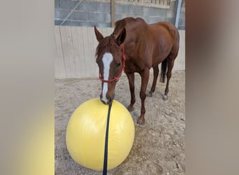 Englisches Vollblut, Stute, 13 Jahre, 165 cm, Fuchs