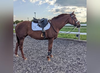 Englisches Vollblut, Stute, 13 Jahre, 165 cm, Fuchs