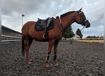 Englisches Vollblut, Stute, 13 Jahre, 165 cm, Fuchs