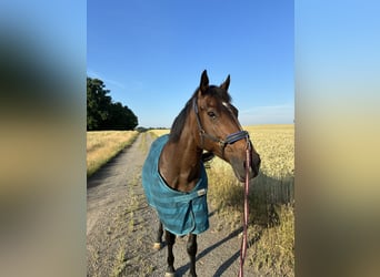 Englisches Vollblut, Stute, 13 Jahre, Brauner