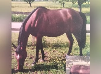 Englisches Vollblut, Stute, 14 Jahre, 158 cm, Brauner