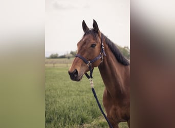 Englisches Vollblut, Stute, 14 Jahre, 160 cm, Brauner