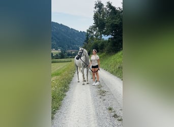 Englisches Vollblut, Stute, 14 Jahre, 160 cm