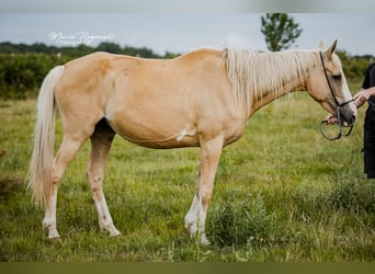 Englisches Vollblut, Stute, 14 Jahre, 162 cm, Palomino