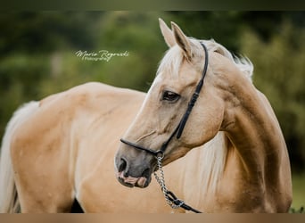 Englisches Vollblut, Stute, 14 Jahre, 162 cm, Palomino