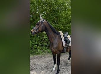 Englisches Vollblut, Stute, 14 Jahre, 163 cm, Dunkelbrauner