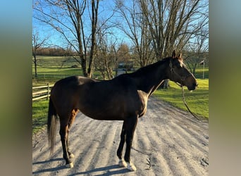 Englisches Vollblut, Stute, 14 Jahre, 163 cm, Dunkelbrauner