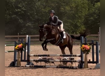 Englisches Vollblut, Stute, 14 Jahre, 163 cm, Dunkelbrauner