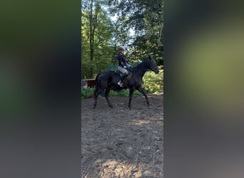 Englisches Vollblut, Stute, 14 Jahre, 168 cm, Rappe