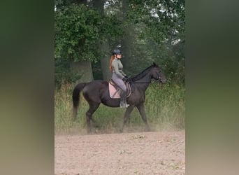 Englisches Vollblut, Stute, 14 Jahre, 168 cm, Rappe
