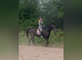 Englisches Vollblut, Stute, 14 Jahre, 168 cm, Rappe