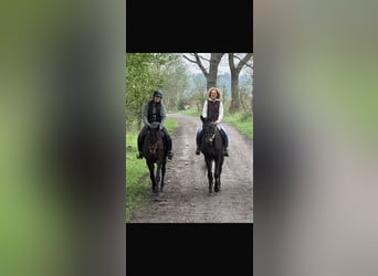 Englisches Vollblut, Stute, 14 Jahre, 168 cm, Rappe