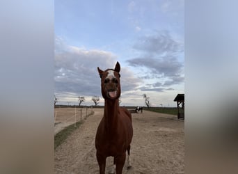 Englisches Vollblut, Stute, 15 Jahre, 157 cm, Fuchs