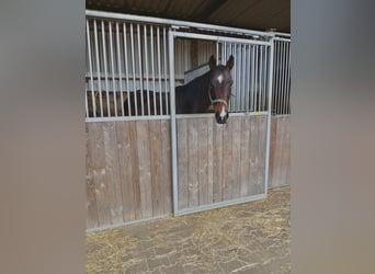 Englisches Vollblut, Stute, 15 Jahre, 160 cm, Brauner