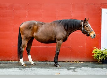 Englisches Vollblut, Stute, 15 Jahre, 163 cm, Rotbrauner