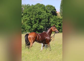 Englisches Vollblut, Stute, 16 Jahre, 160 cm, Brauner