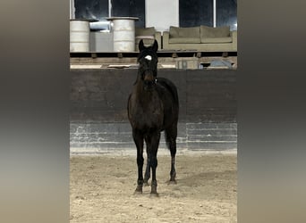 Englisches Vollblut, Stute, 16 Jahre, 160 cm, Rappe