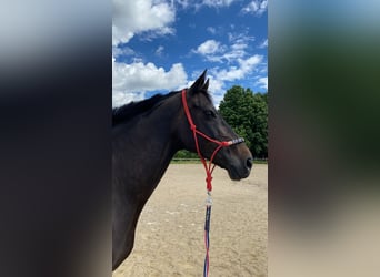 Englisches Vollblut, Stute, 16 Jahre, 166 cm, Schwarzbrauner