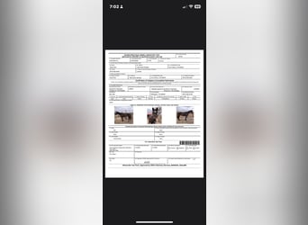 Englisches Vollblut, Stute, 16 Jahre, 173 cm, Rappe