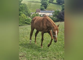 Englisches Vollblut, Stute, 17 Jahre, 155 cm, Fuchs