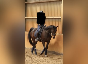 Englisches Vollblut, Stute, 17 Jahre, 160 cm, Brauner