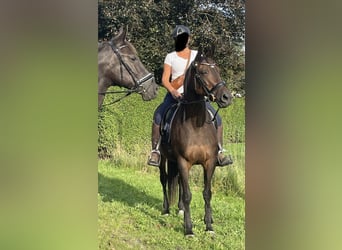 Englisches Vollblut, Stute, 17 Jahre, 160 cm, Brauner
