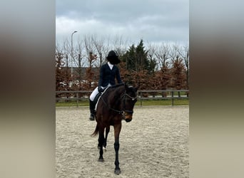 Englisches Vollblut, Stute, 17 Jahre, 160 cm, Brauner