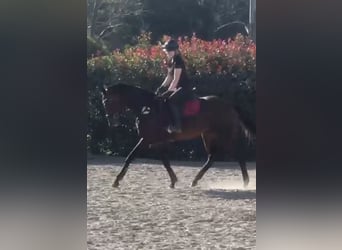 Englisches Vollblut, Stute, 17 Jahre, 163 cm, Dunkelbrauner