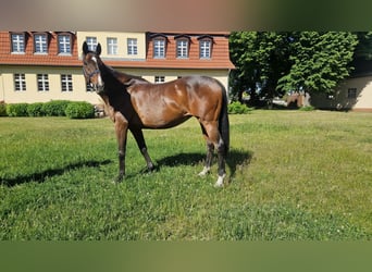 Englisches Vollblut, Stute, 17 Jahre, 165 cm