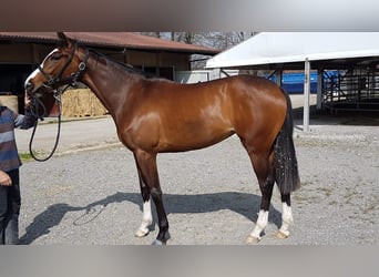 Englisches Vollblut, Stute, 17 Jahre, 169 cm, Brauner