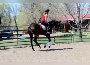 Englisches Vollblut, Stute, 17 Jahre, 173 cm, Rotbrauner