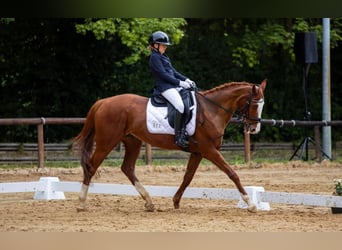 Englisches Vollblut, Stute, 18 Jahre, 162 cm, Fuchs