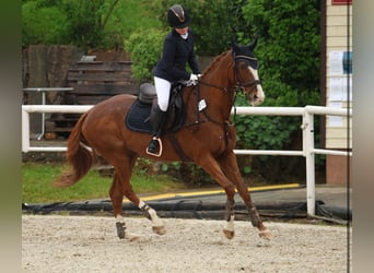 Englisches Vollblut, Stute, 18 Jahre, 162 cm, Fuchs