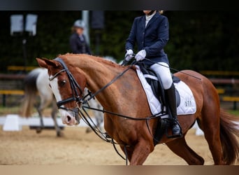 Englisches Vollblut, Stute, 18 Jahre, 162 cm, Fuchs