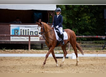 Englisches Vollblut, Stute, 18 Jahre, 162 cm, Fuchs