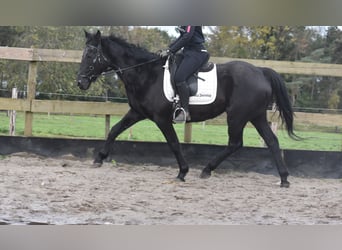 Englisches Vollblut, Stute, 18 Jahre, 165 cm, Dunkelbrauner