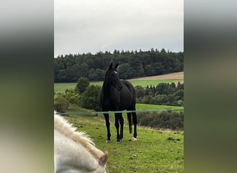Englisches Vollblut, Stute, 18 Jahre, 165 cm, Rappe
