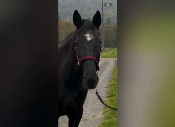 Englisches Vollblut, Stute, 18 Jahre, 165 cm, Rappe