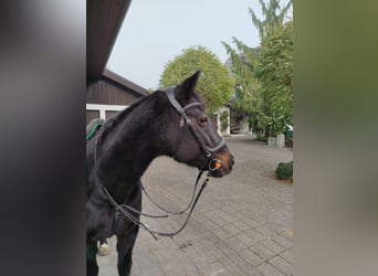 Englisches Vollblut, Stute, 19 Jahre, 148 cm, Dunkelbrauner