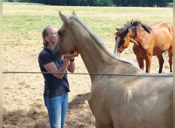 Englisches Vollblut, Stute, 1 Jahr, 146 cm, Palomino