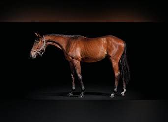 Englisches Vollblut, Stute, 1 Jahr, 160 cm, Brauner
